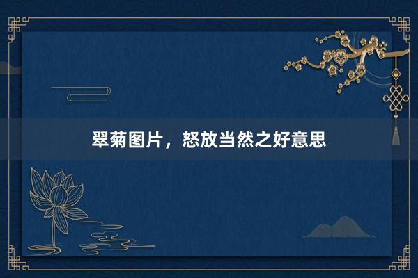 翠菊图片，怒放当然之好意思